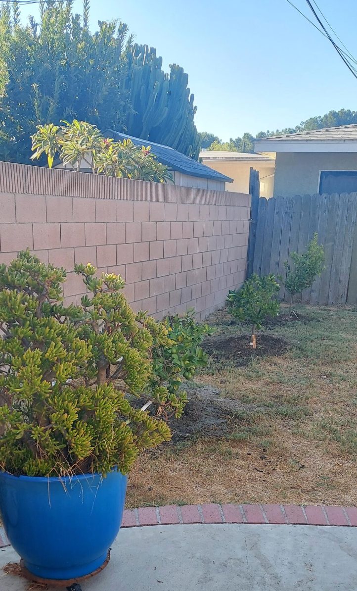 Landscaping by Padilla's Signature Property Solutions in Carson Park (Plaza East) — before and after — before